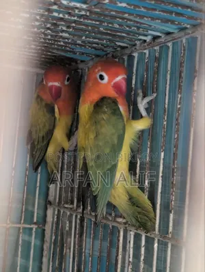 গ্রিন অপালিন ইউউইং লাভবার্ড