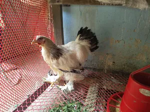Brahma Chicken