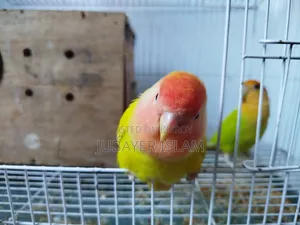 খাঁচা আর ব্রিডিং বক্স সব সেট-আপ সহ এই লাভবার্ডসগুলো সেল হবে।