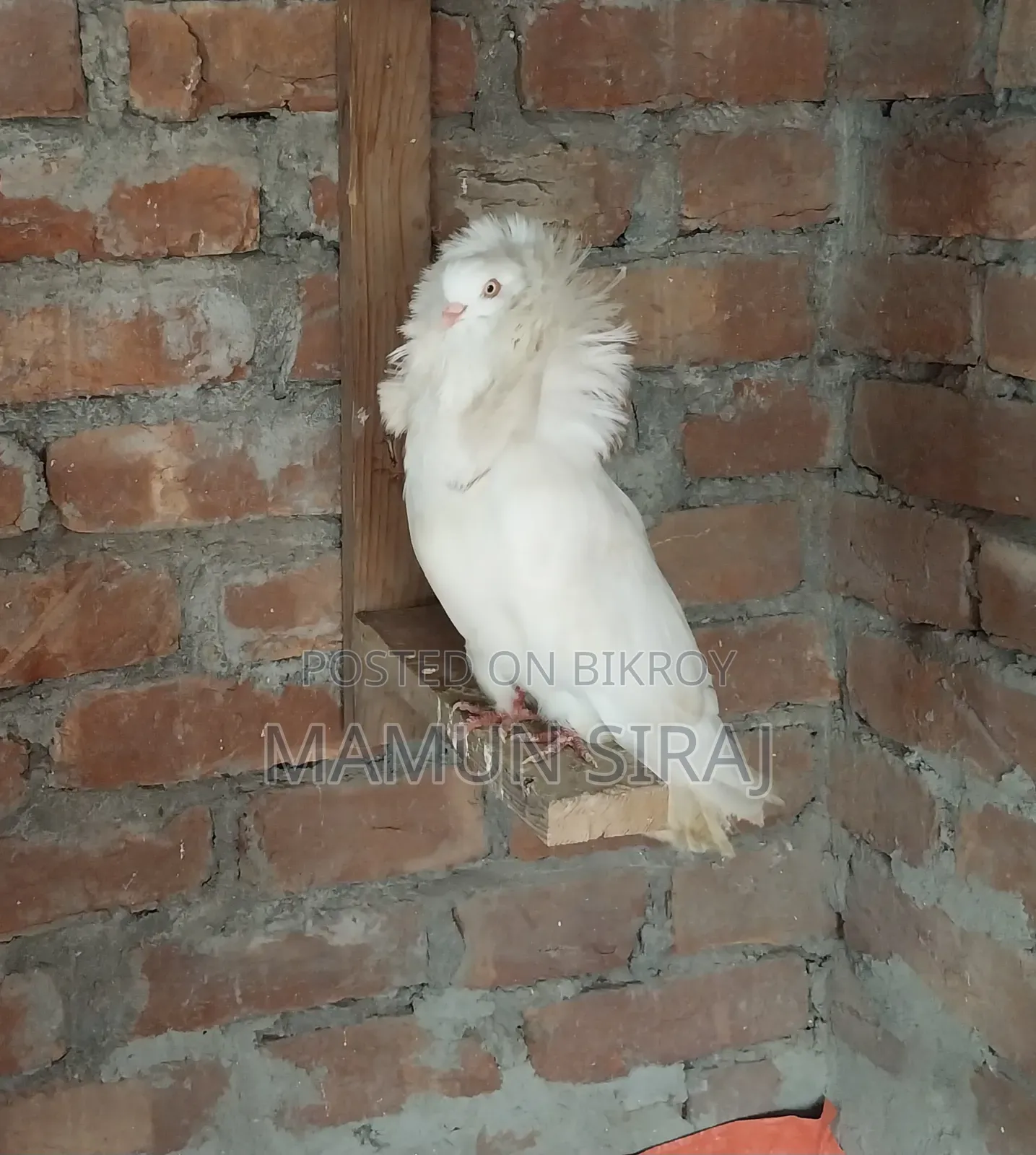 Jacobin Male