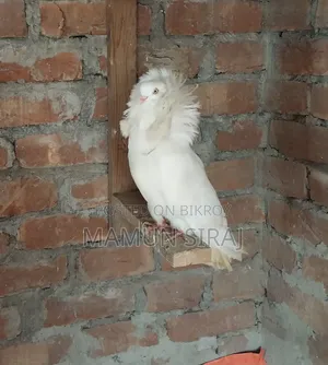 Jacobin Male