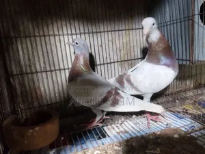 Five Pairs of Good Quality Pigeons for Sale