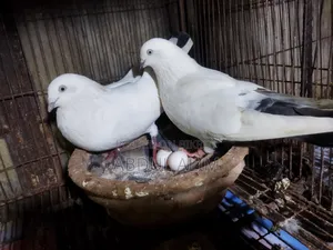 Five Pairs of Good Quality Pigeons for Sale