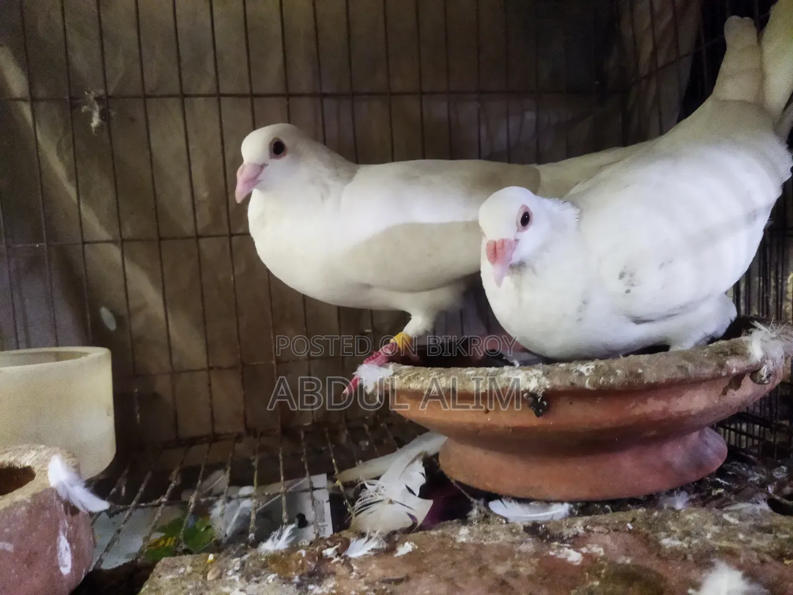 Five Pairs of Good Quality Pigeons for Sale