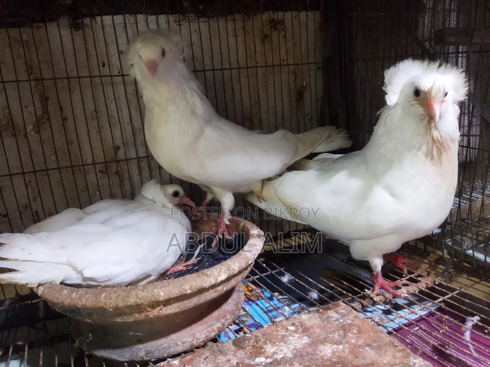 Five Pairs of Good Quality Pigeons for Sale