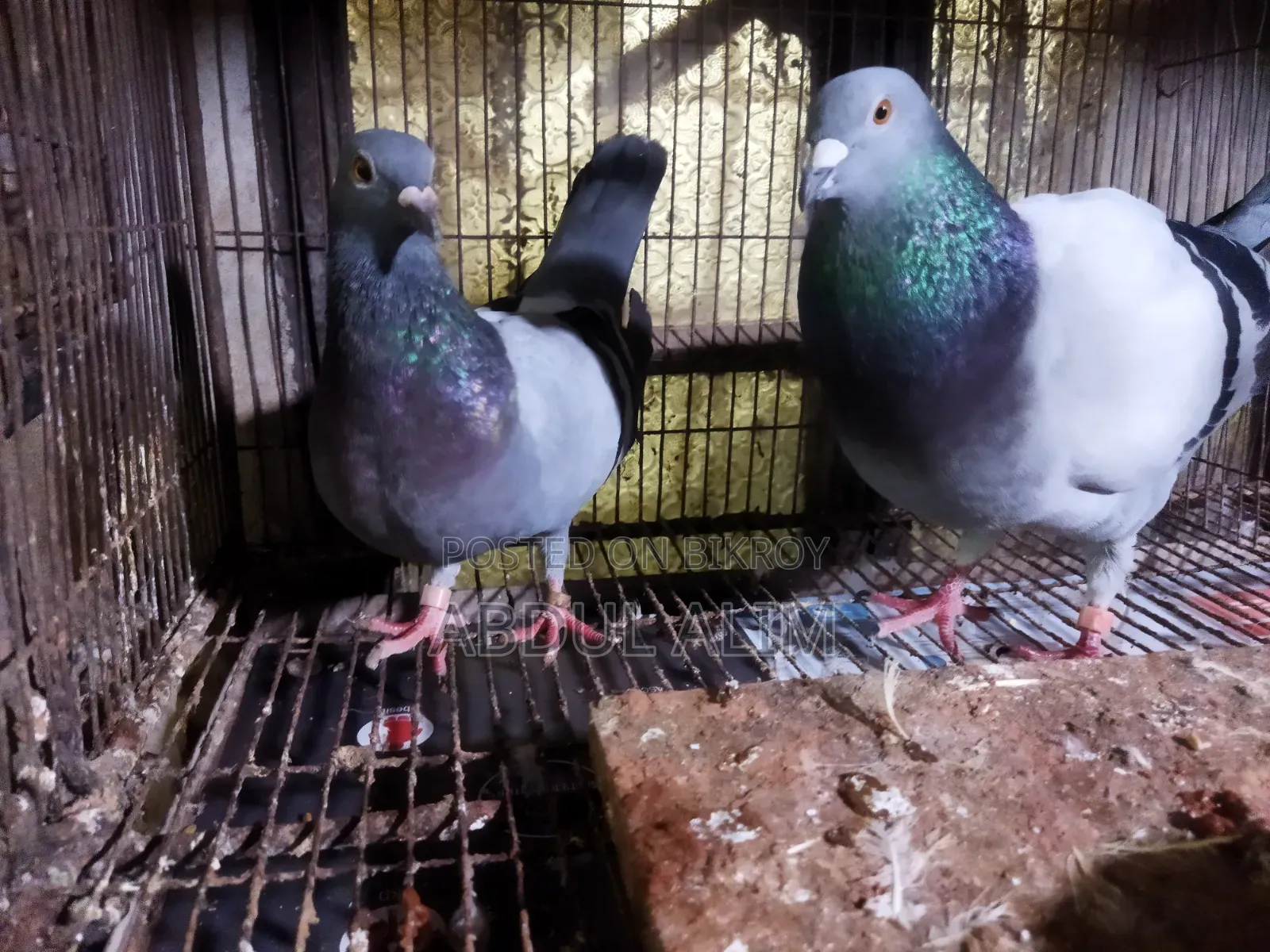 Five Pairs of Good Quality Pigeons for Sale