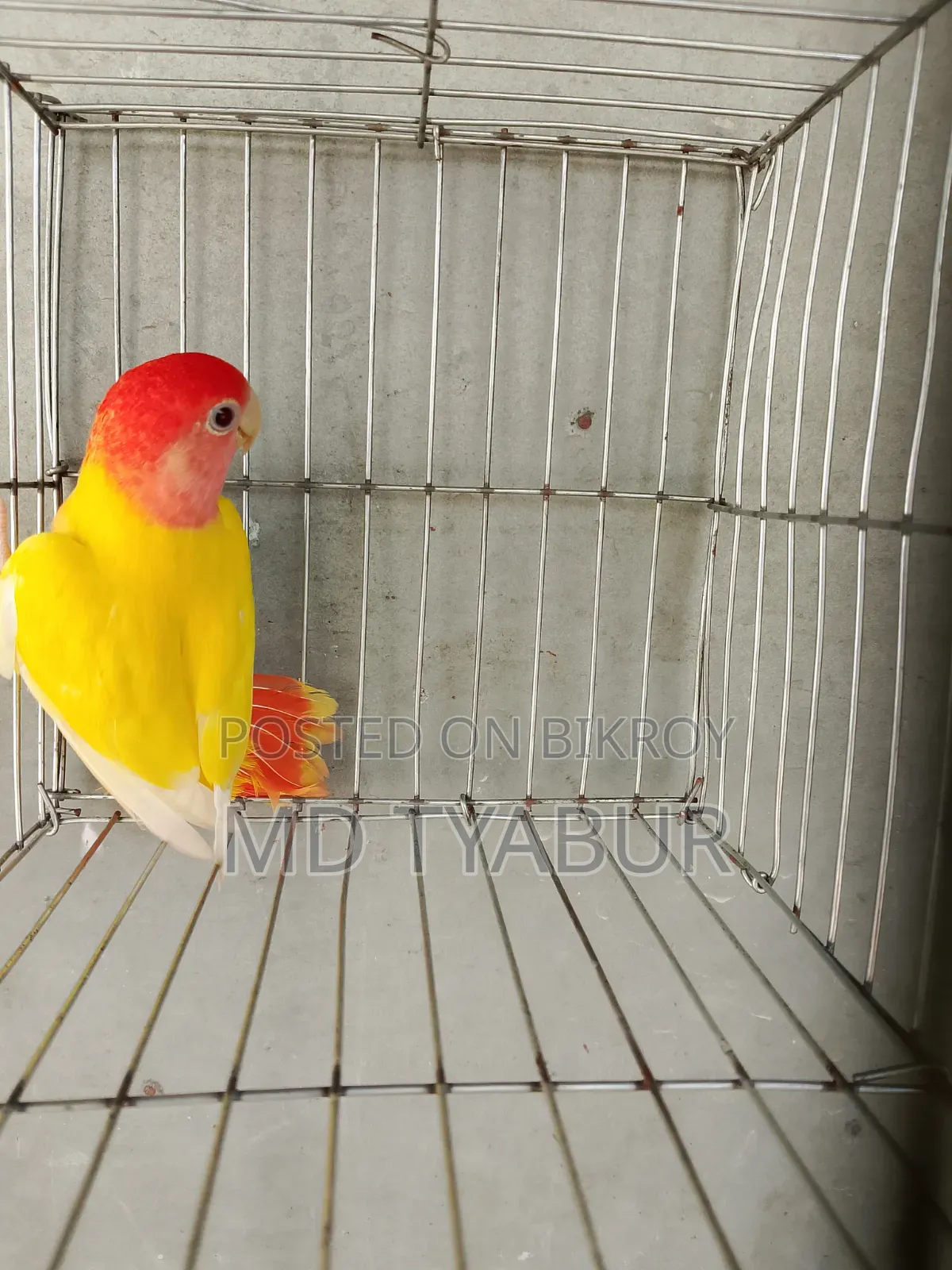Love Bird Lutino