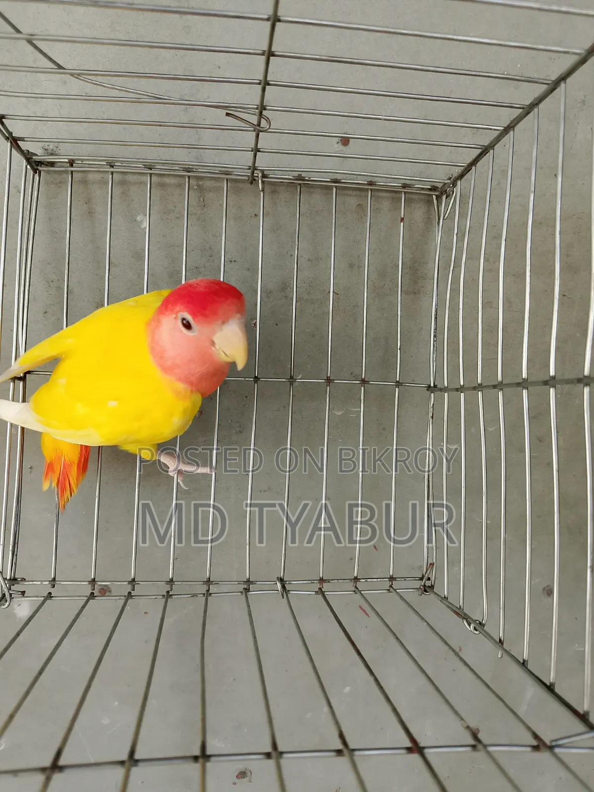 Love Bird Lutino