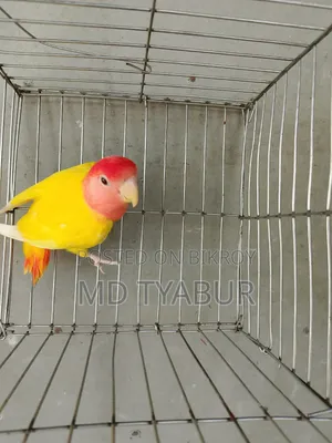 Love Bird Lutino