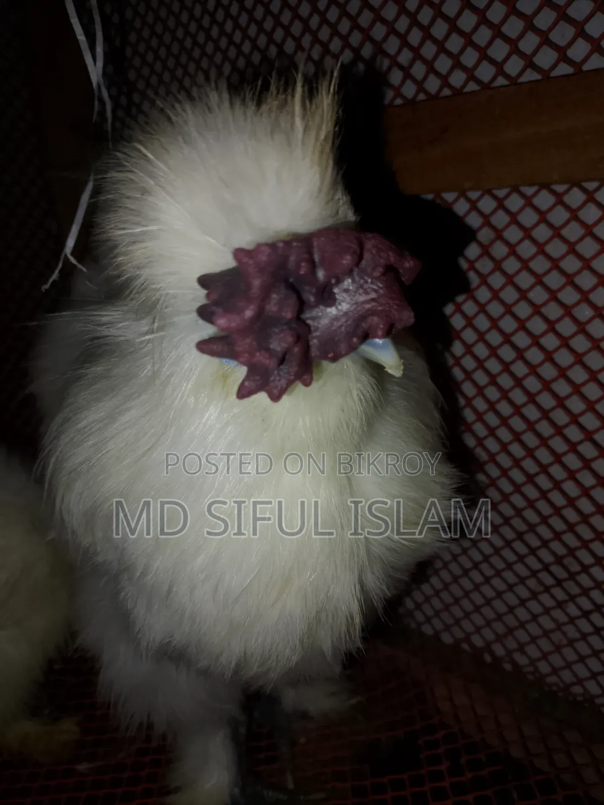 এক জোড়া সিল্কি মুরগি বিক্রি করা হবে
