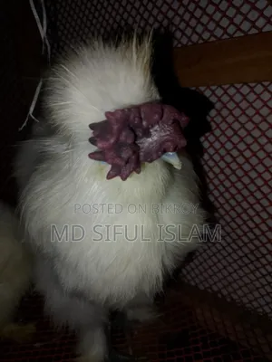 এক জোড়া সিল্কি মুরগি বিক্রি করা হবে