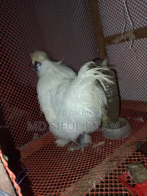 এক জোড়া সিল্কি মুরগি বিক্রি করা হবে
