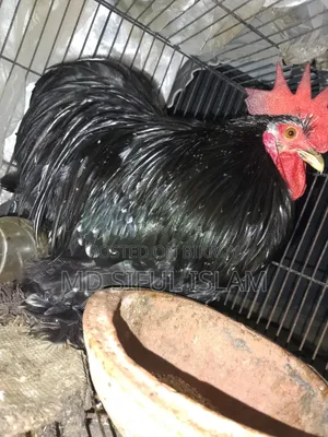 One piece 9 months old Black Cochin for sale
