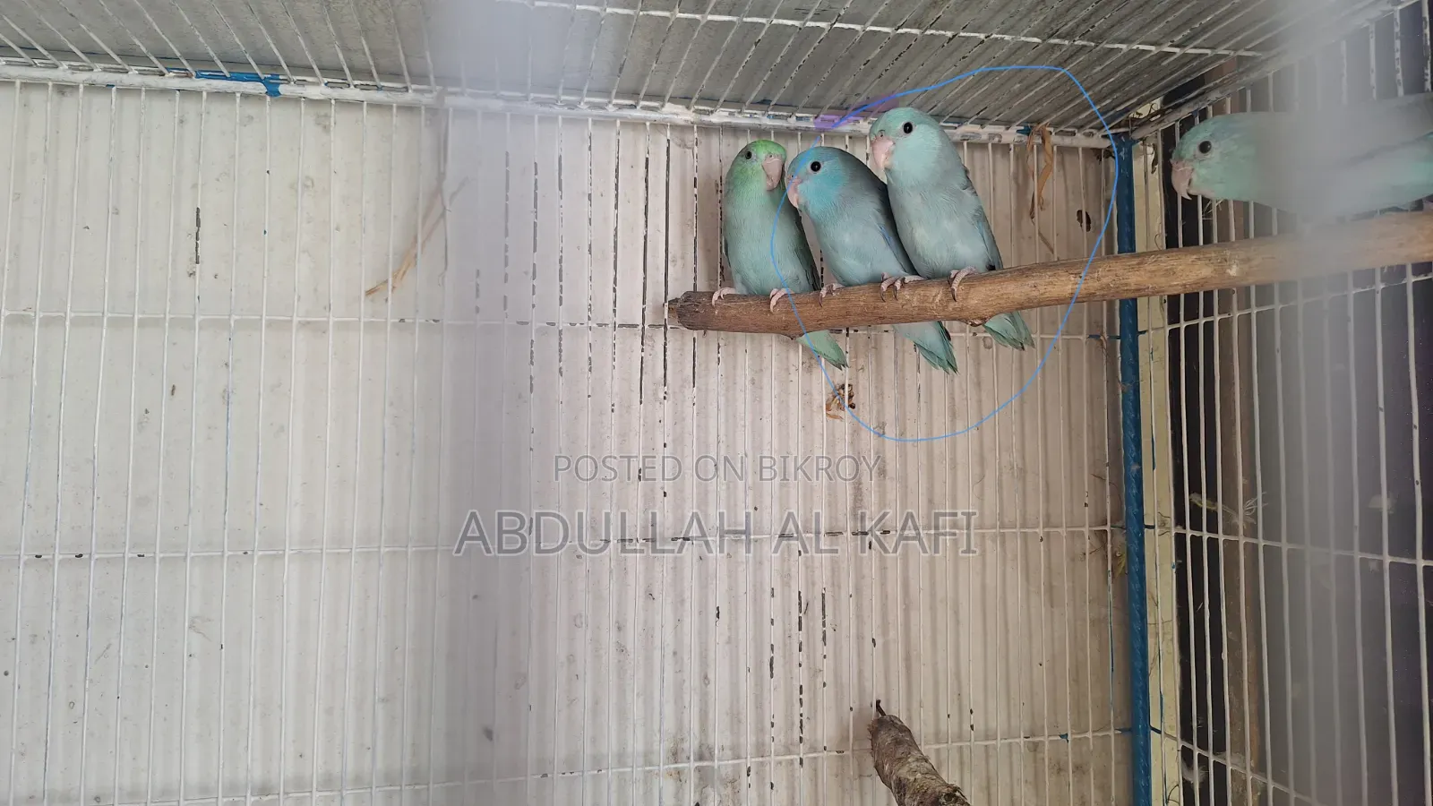 Forpus Bird
