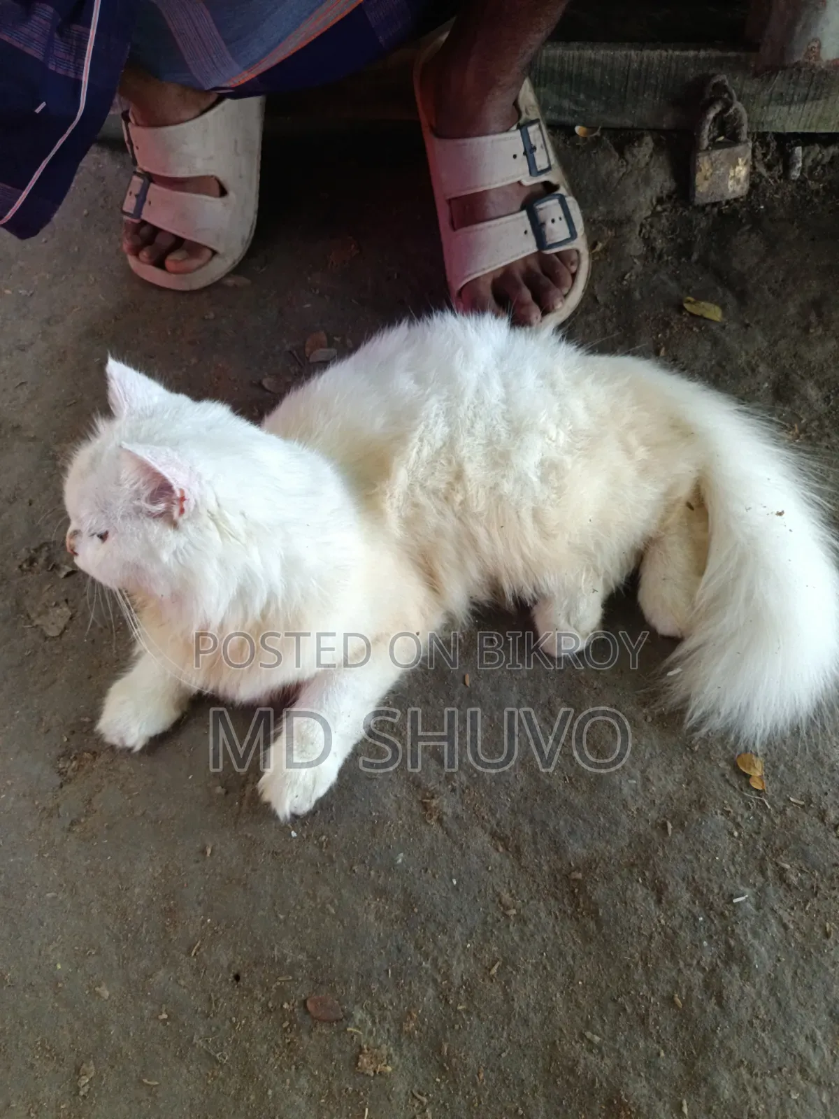 3-6 months Female Purebred Persian