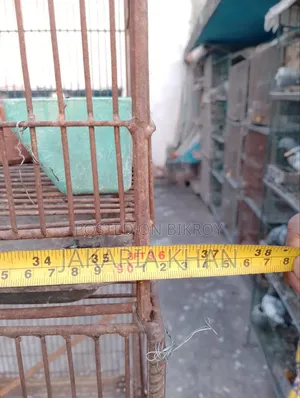 Bird Cage
