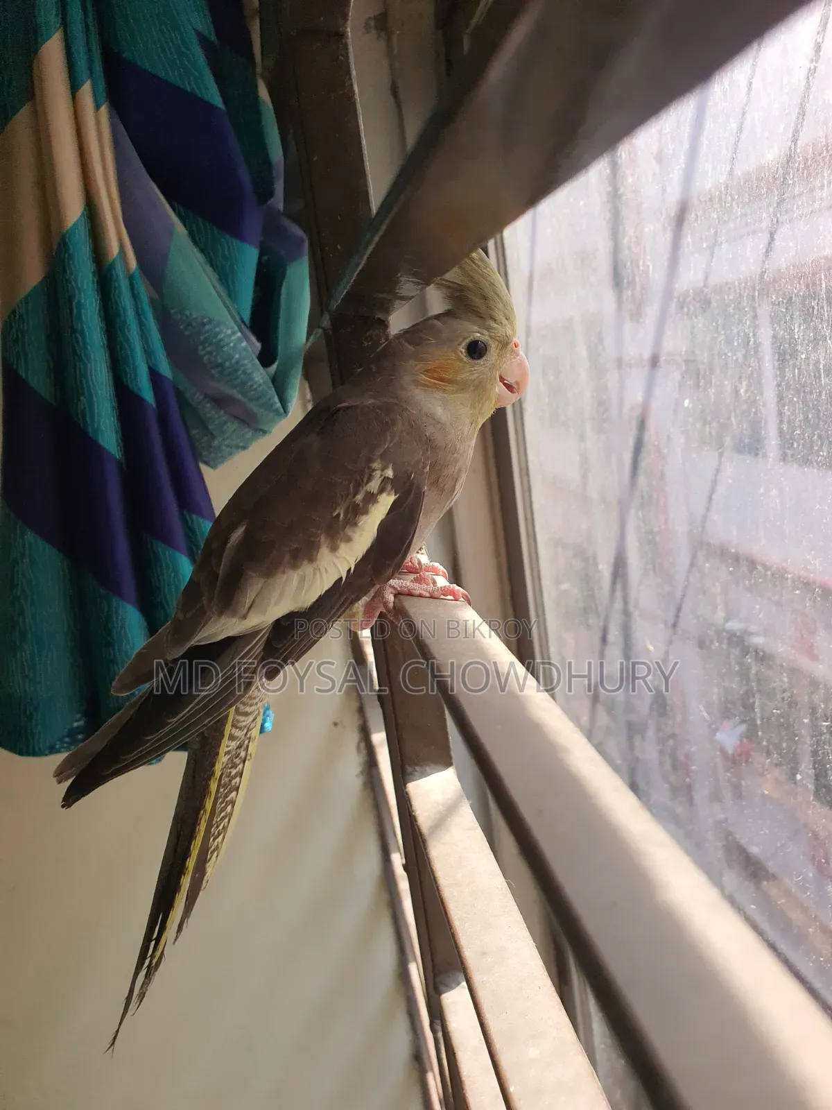 Cockatiel Bird