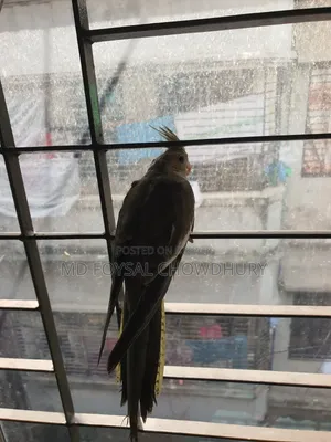 Cockatiel Bird