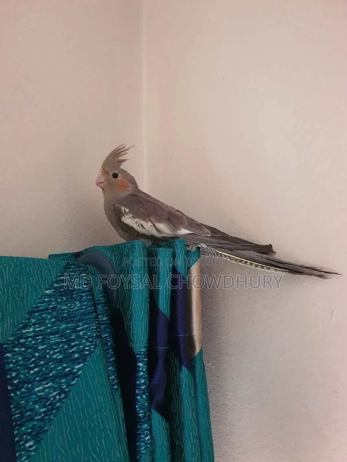 Cockatiel Bird