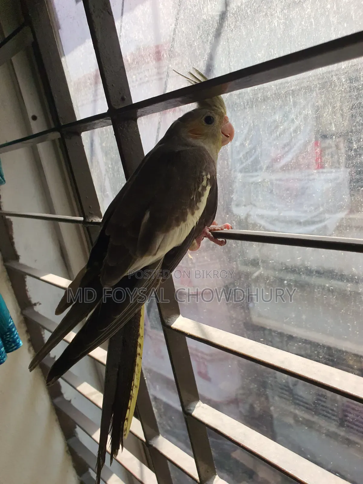 Cockatiel Bird