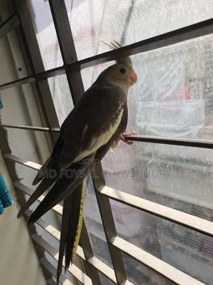 Cockatiel Bird