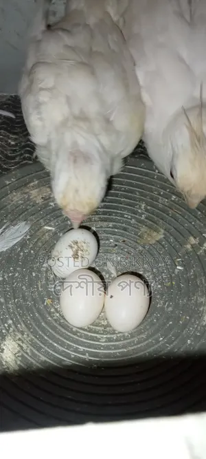 ককাটেল বার্ড অ্যালবিনো রেড আই পেয়ার