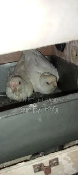 ককাটেল বার্ড অ্যালবিনো রেড আই পেয়ার