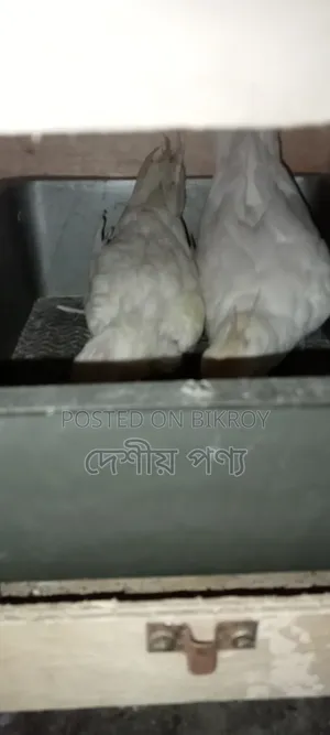 ককাটেল বার্ড অ্যালবিনো রেড আই পেয়ার