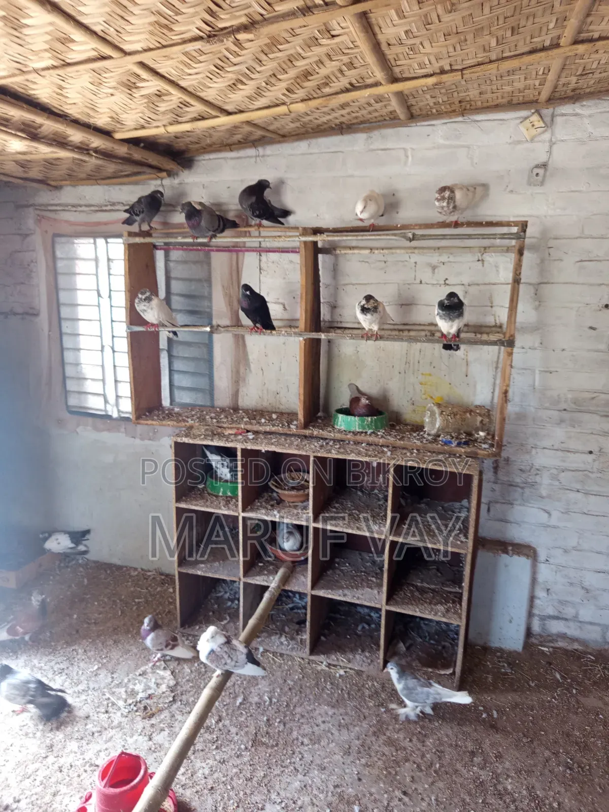 Various Breeds of Pigeons.