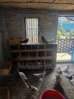 Various Breeds of Pigeons.