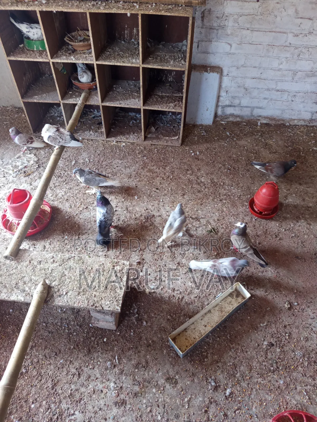 Various Breeds of Pigeons.
