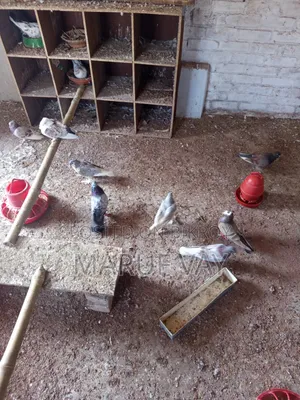 Various Breeds of Pigeons.