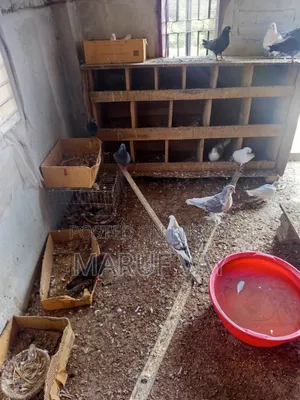 Various Breeds of Pigeons.