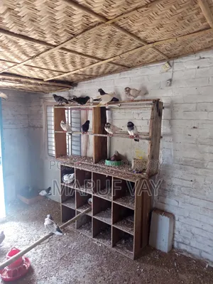 Various Breeds of Pigeons.