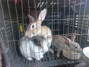 Rabbits