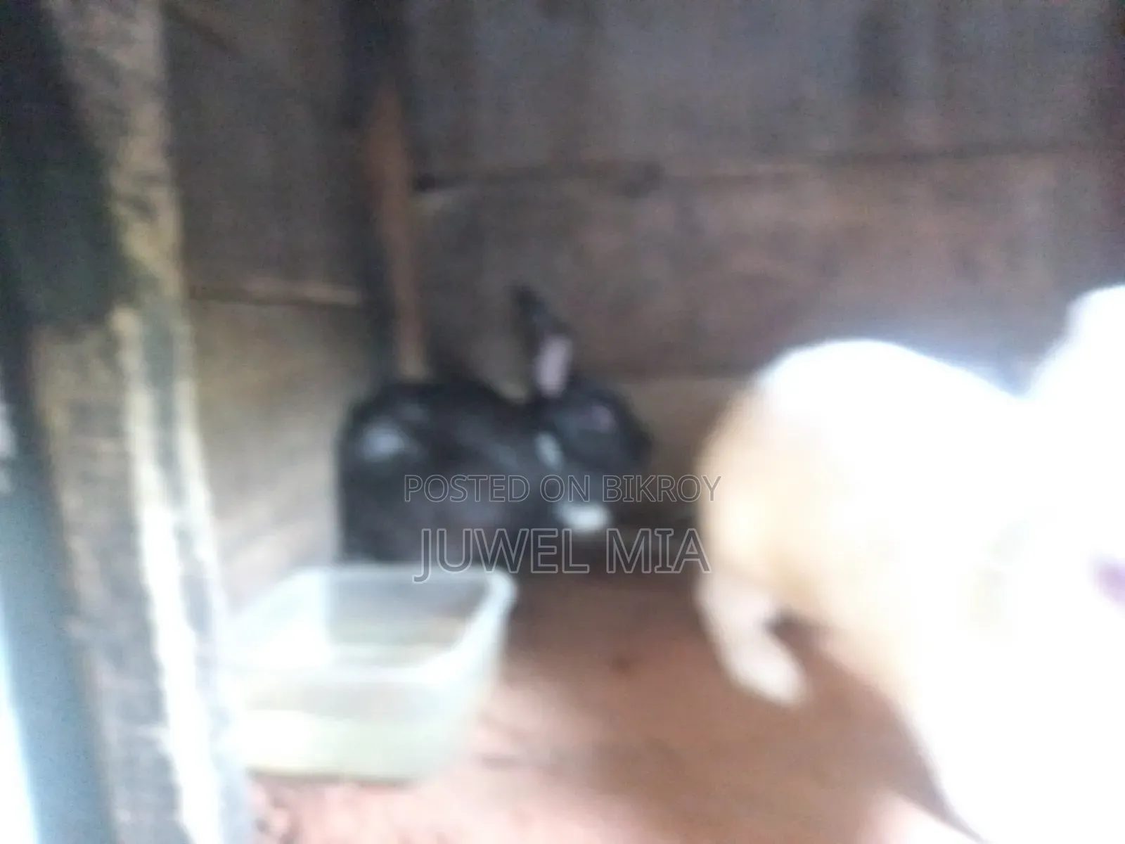 Rabbits
