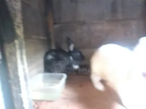 Rabbits
