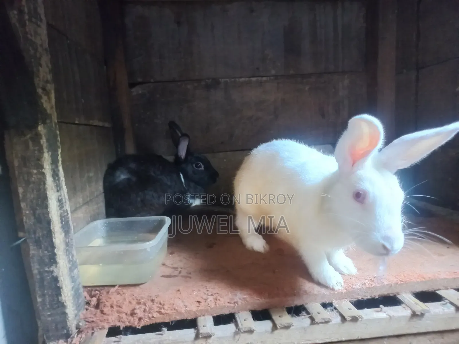 Rabbits