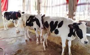 Buy 3 selected heifer calves No. 1784.