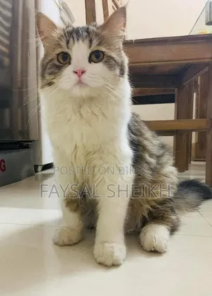 1+ Year Female Purebred Persian