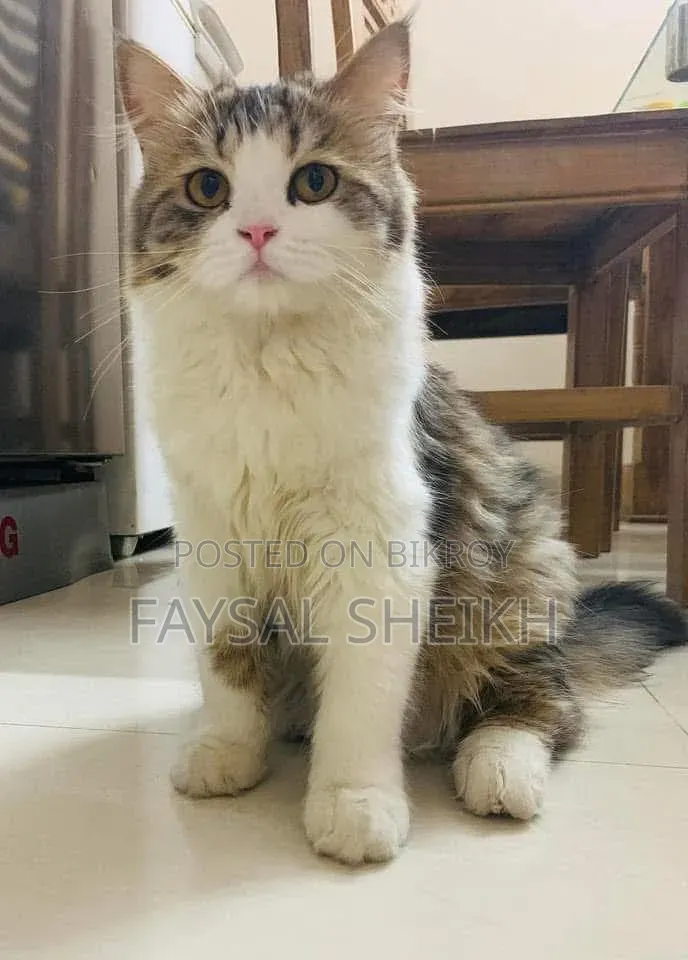 1+ Year Female Purebred Persian