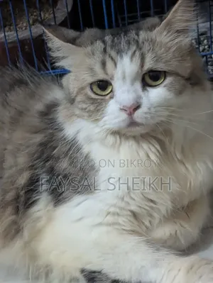 1+ Year Female Purebred Persian