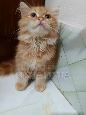 1-3 months Female Purebred Persian