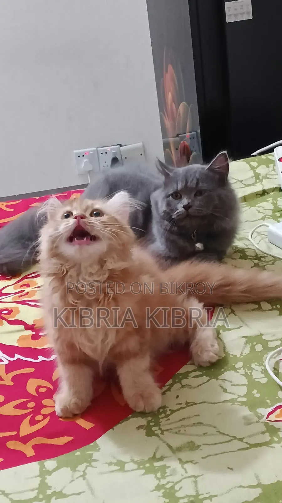 1-3 months Female Purebred Persian