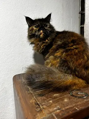 Female Purebred Persian Cat (6-12 Months)