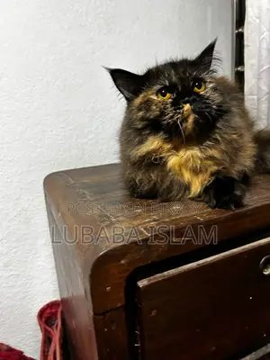 Female Purebred Persian Cat (6-12 Months)