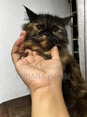 Female Purebred Persian Cat (6-12 Months)