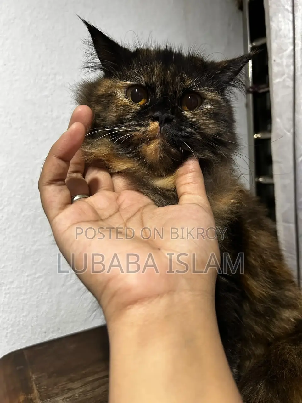 Female Purebred Persian Cat (6-12 Months)