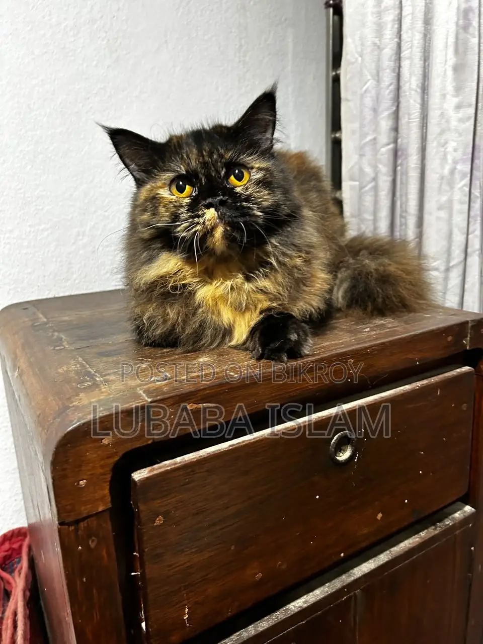 Female Purebred Persian Cat (6-12 Months)