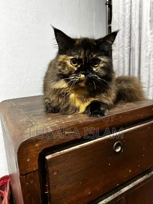 Female Purebred Persian Cat (6-12 Months)